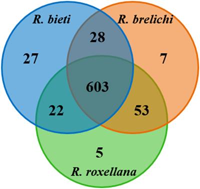 Species variations in the gut microbiota of captive snub-nosed monkeys